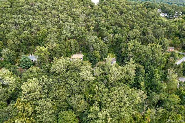 a view of a forest with a tree