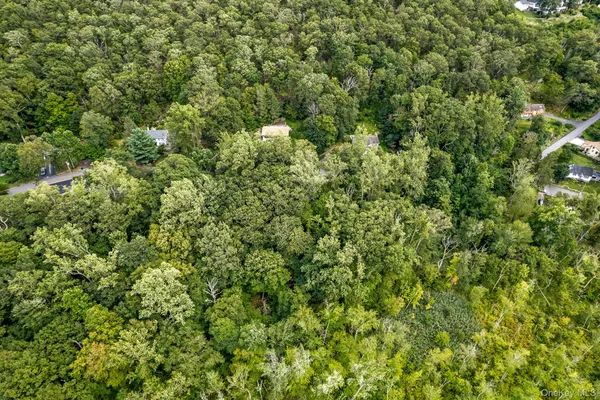 a view of a lush green forest with a tree