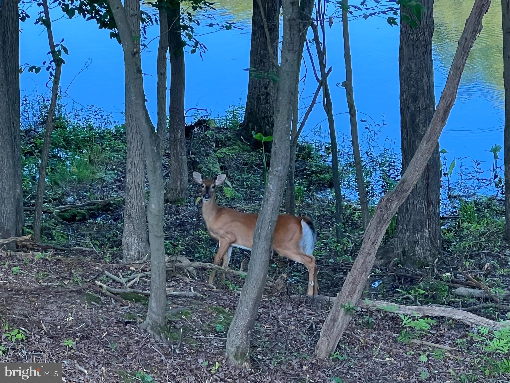 828 Swift Road Pasadena, MD 21122 - Photo 10 of 38 Nature lover's paradise!