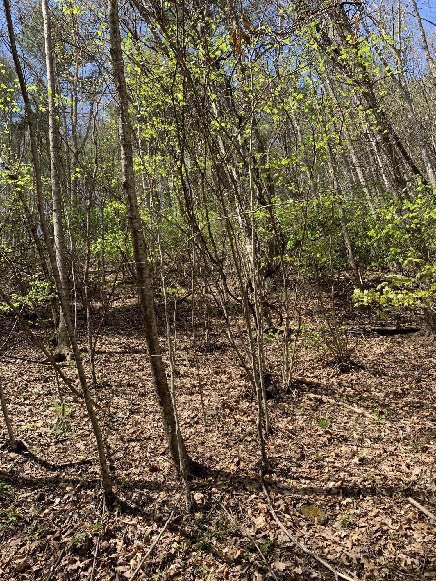 493 Banjo Ridge Road, Unit 29 Butler, TN 37640 - Photo 3 of 7 IMG_2254 (1)