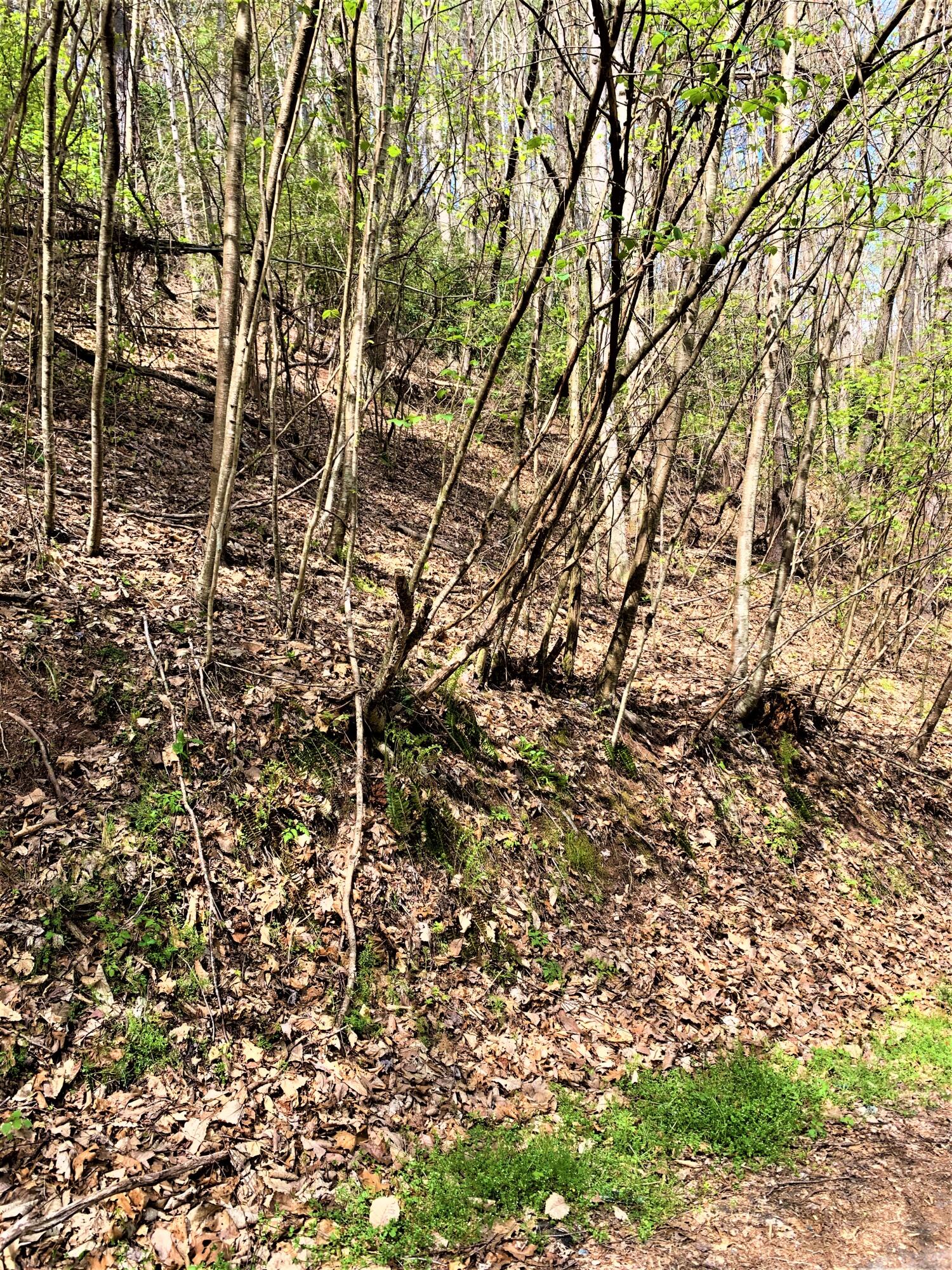 493 Banjo Ridge Road, Unit 29 Butler, TN 37640 - Photo 7 of 7 IMG_2261 (1)