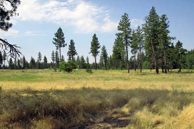 16208 South Dover Road Cheney, WA 99004 - Photo 9 of 9
