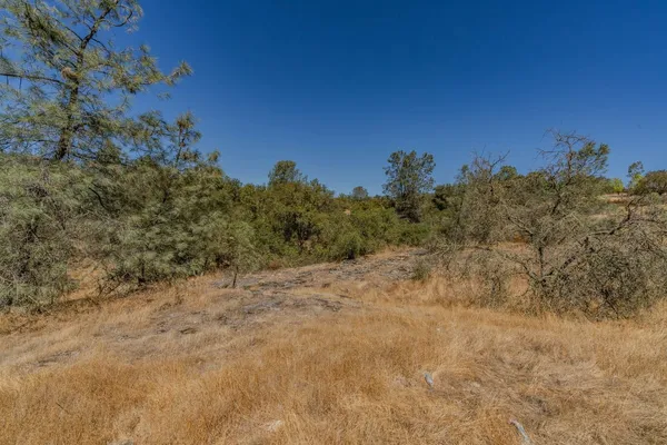 a view of a dry yard with trees in the background