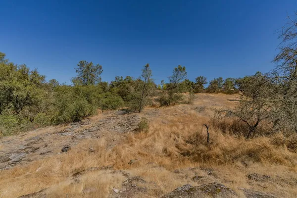 a view of a dry yard with trees