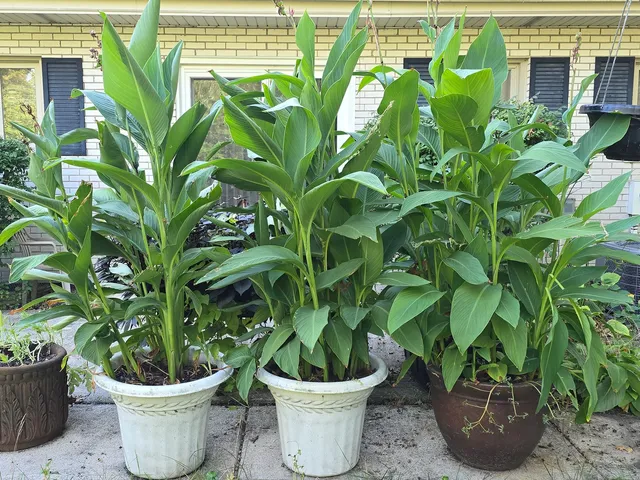 a view of a potted plant in a garden