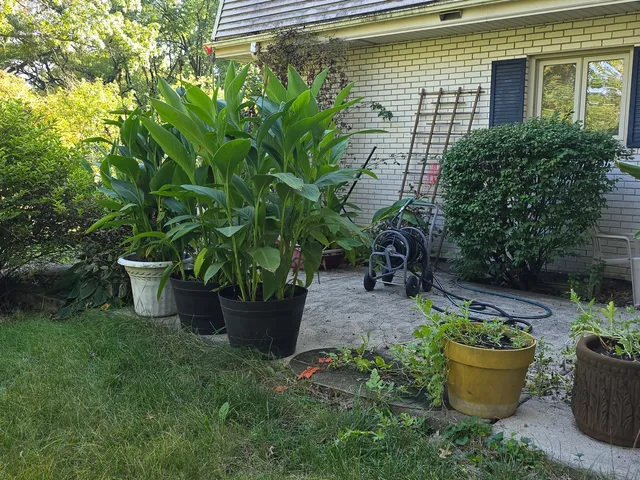 a view of a backyard with plants and plants