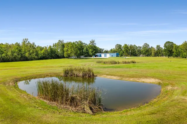 a view of a garden with a tree