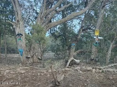 a view of a forest with trees in the background