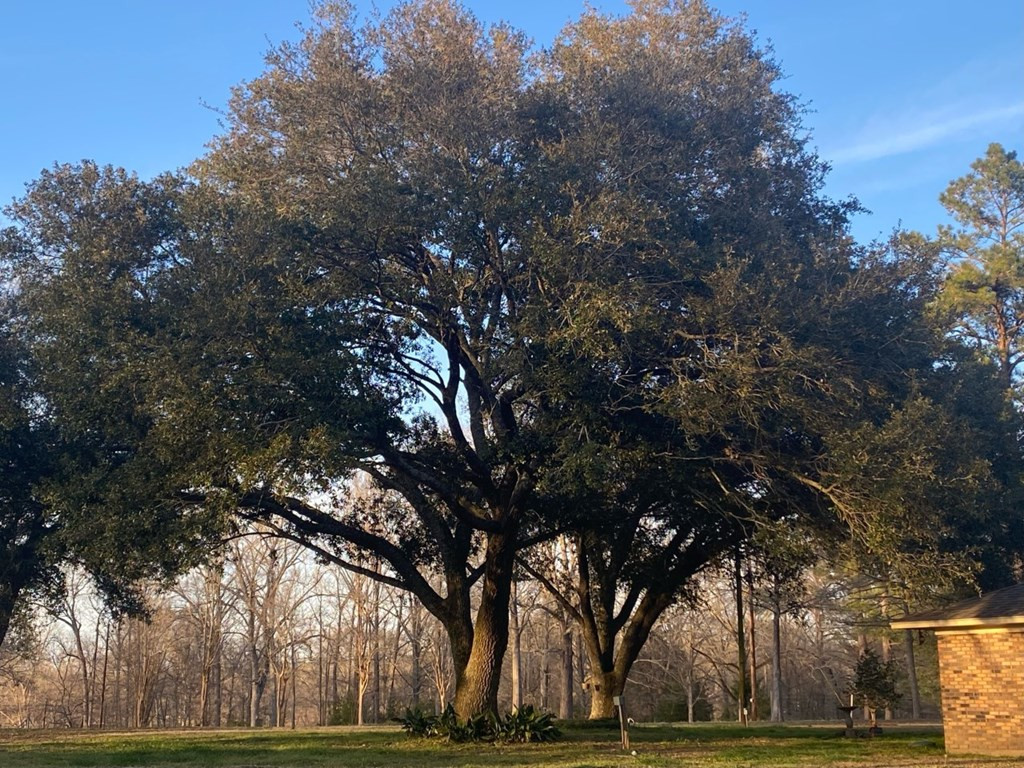 50 Ellislie Plantation Road Natchez, MS 39120 - Photo 24 of 33 Photo 24