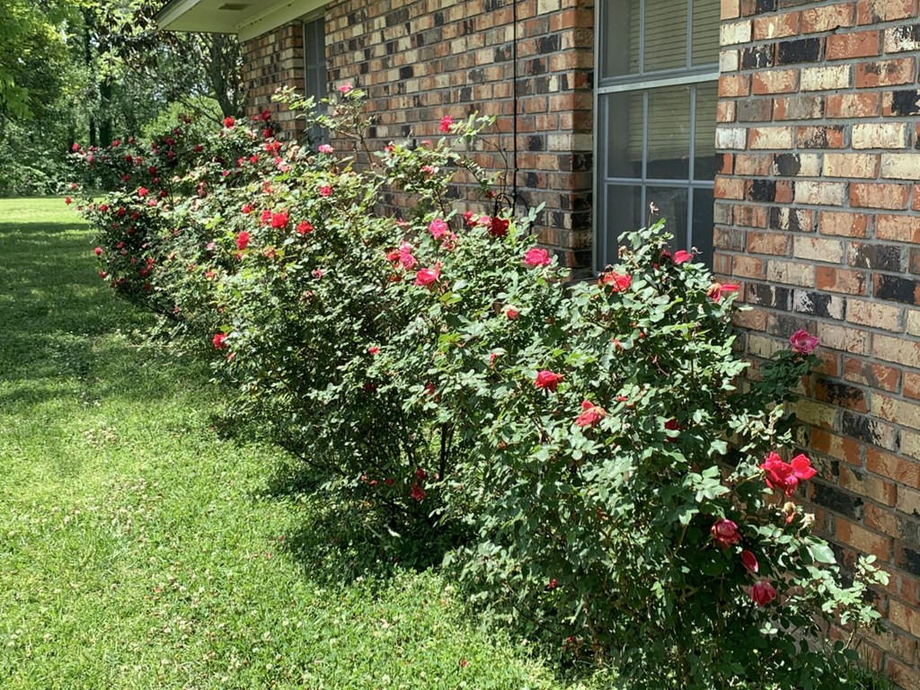 50 Ellislie Plantation Road Natchez, MS 39120 - Photo 30 of 33 Photo 30