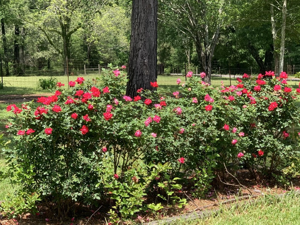 50 Ellislie Plantation Road Natchez, MS 39120 - Photo 31 of 33 Photo 31