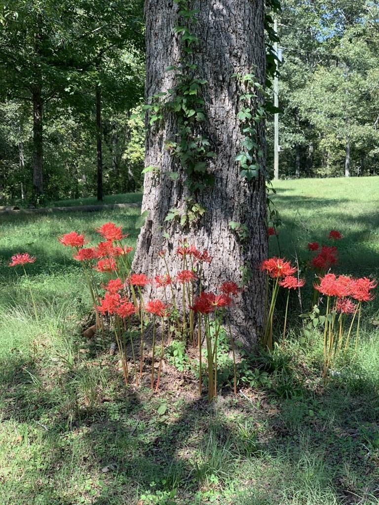 50 Ellislie Plantation Road Natchez, MS 39120 - Photo 32 of 33 Photo 32