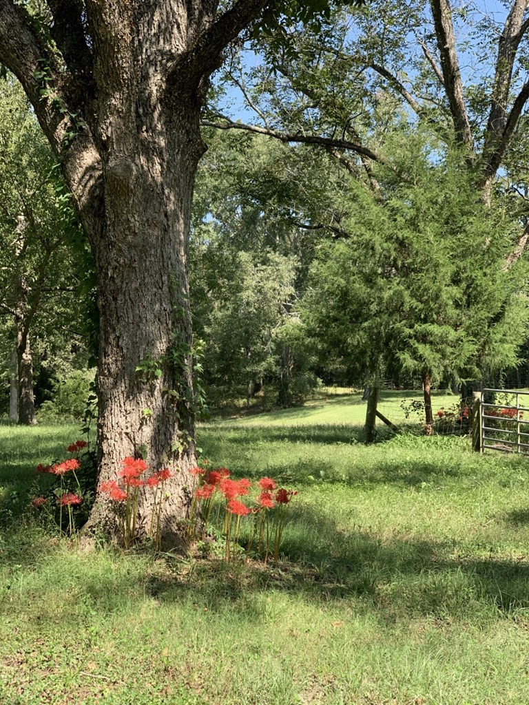 50 Ellislie Plantation Road Natchez, MS 39120 - Photo 4 of 33 Photo 4