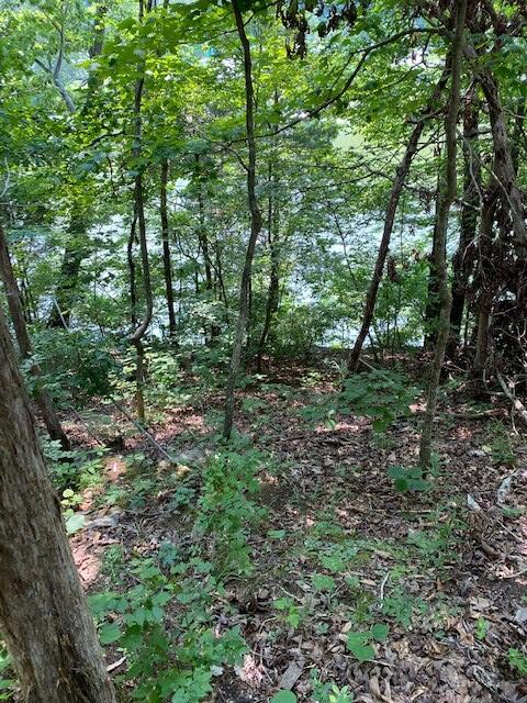 3.37 Hale Boat Dock Road Doyle, TN 38559 - Photo 3 of 12 Doyle5