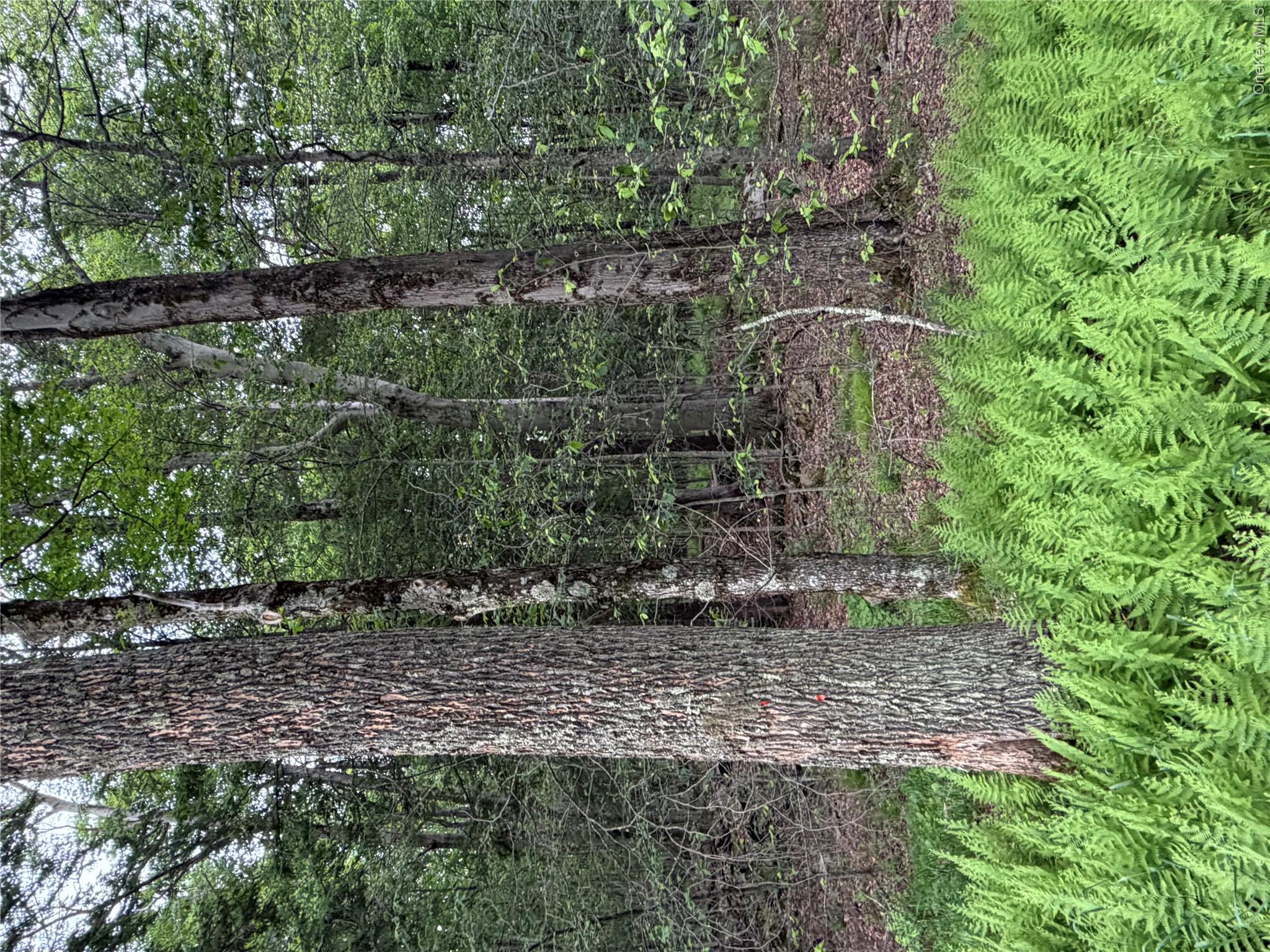 Creamery Road Monticello, NY 12701 - Photo 10 of 12