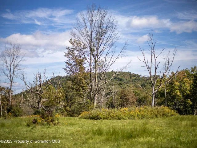 a view of a forest with lots of trees