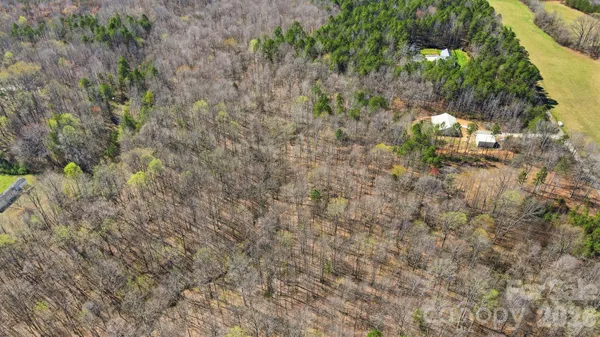 a close up of a tree