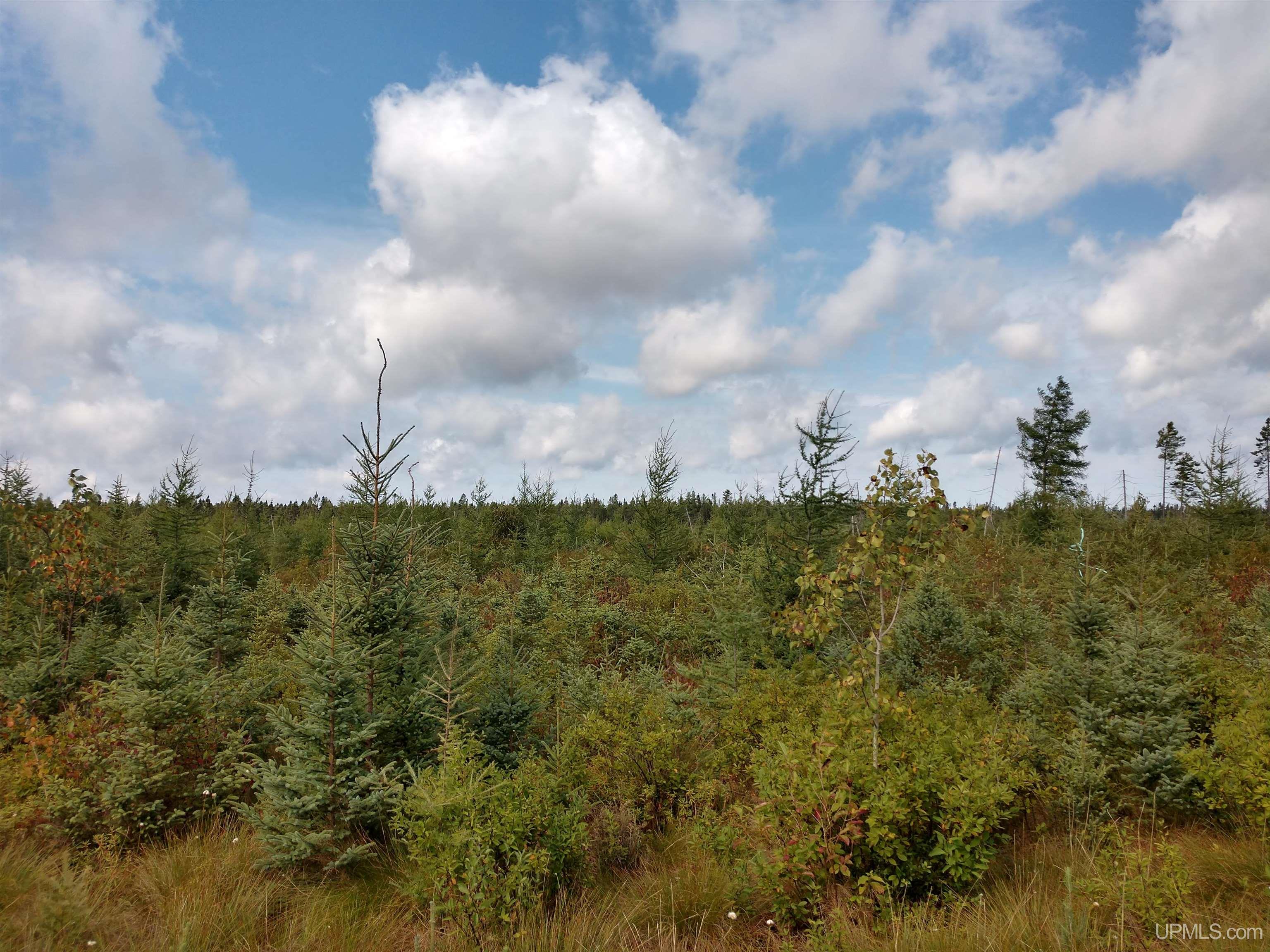 421-acres Lang Road Gulliver, MI 49840 - Photo 24 of 31 Gallery Image 24