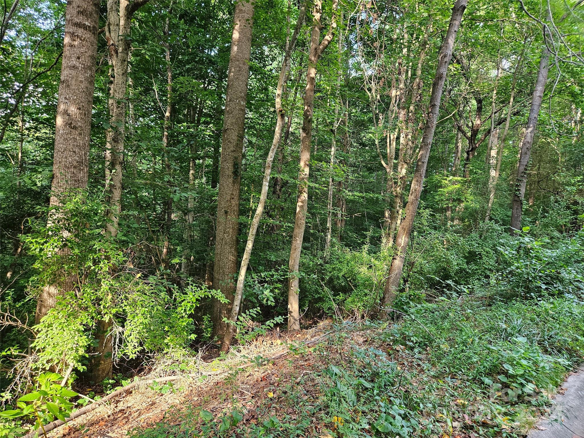 0 General Griffith Circle, Unit 31 Rutherfordton, NC 28139 - Photo 2 of 14 a view of a forest with a trees