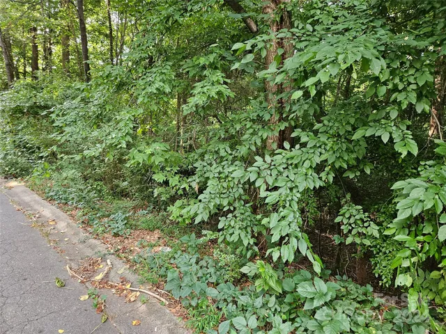 a view of a lush green forest