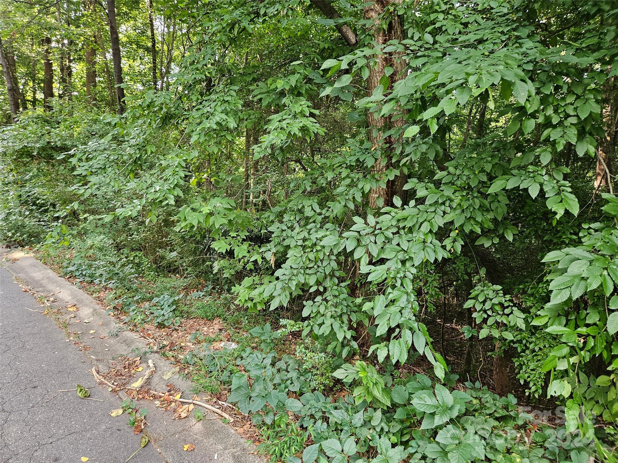 0 General Griffith Circle, Unit 31 Rutherfordton, NC 28139 - Photo 4 of 14 a view of a lush green forest