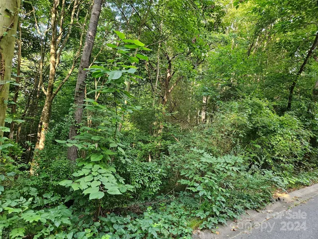 a view of a lush green forest