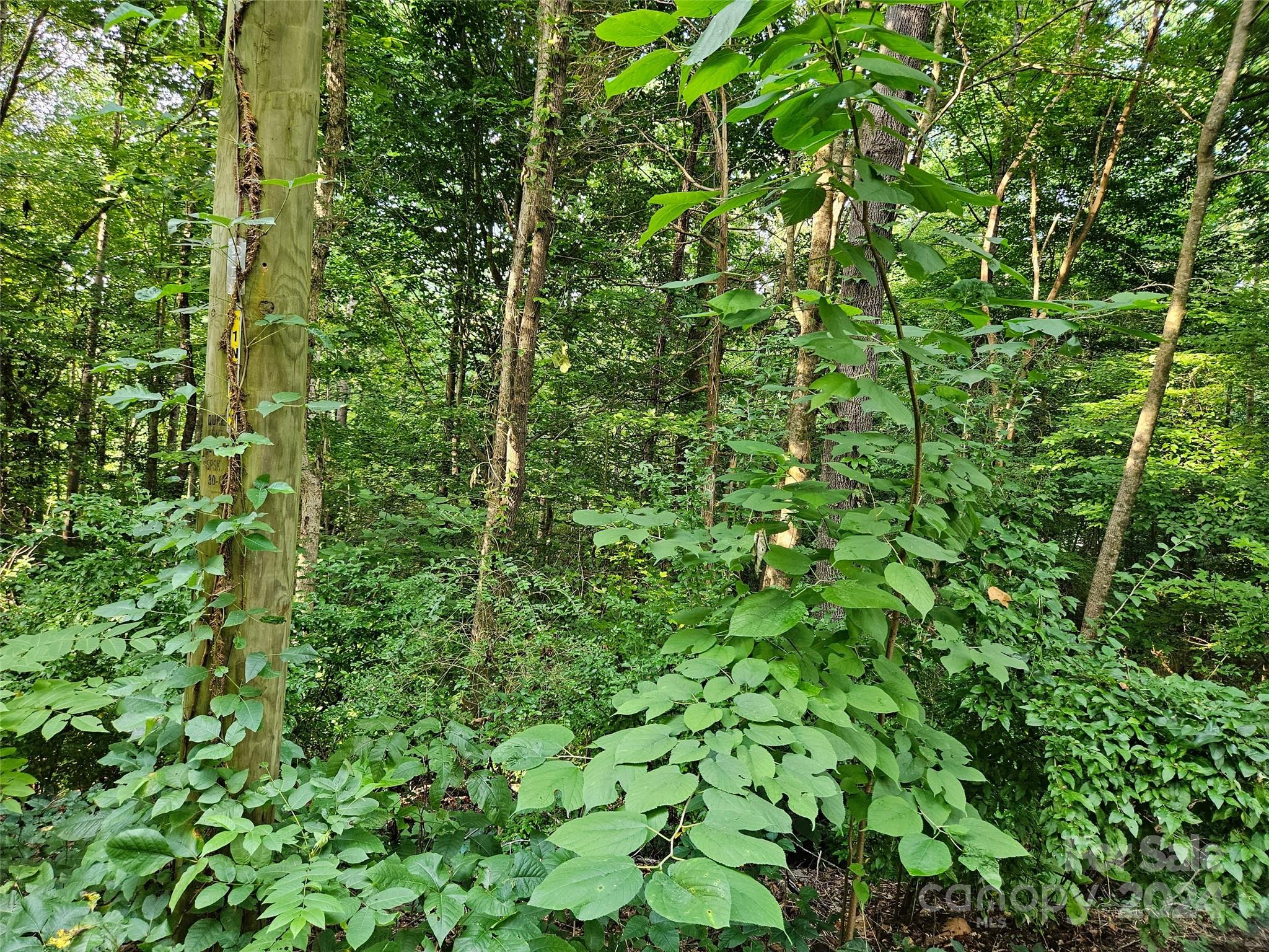 0 General Griffith Circle, Unit 31 Rutherfordton, NC 28139 - Photo 7 of 14 a view of a lush green forest
