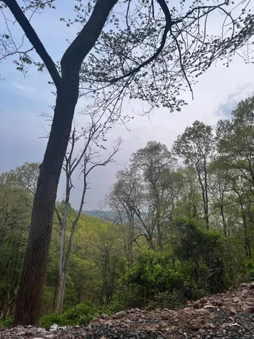 a view of a forest with trees