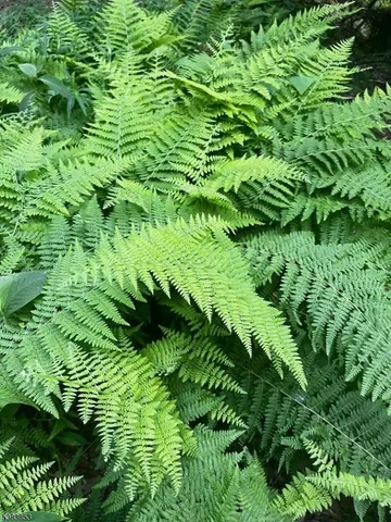 a view of mountain view with lots of trees