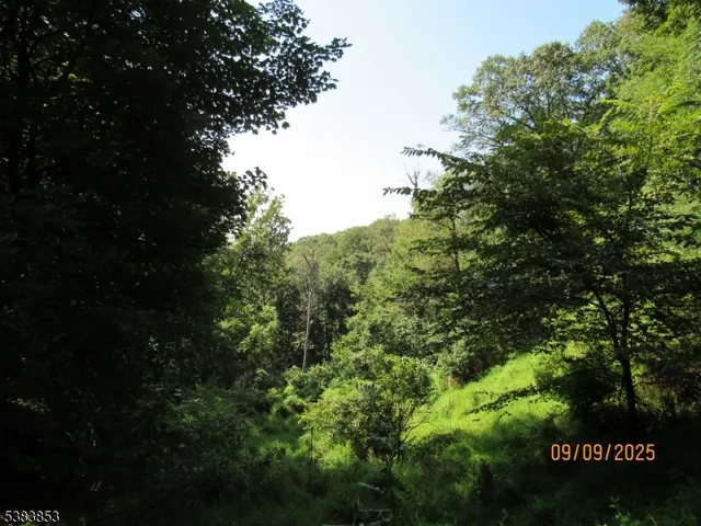 a view of a backyard with plants and large trees
