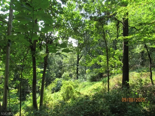 a view of outdoor space with lots of trees