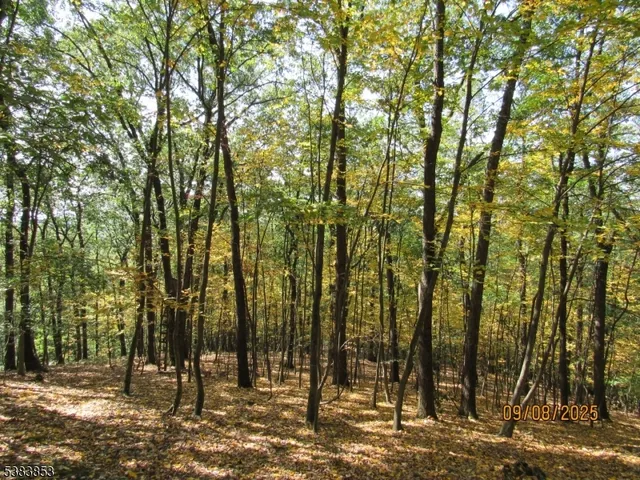a view of backyard with large trees