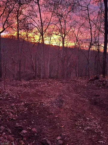 a view of a tree in a yard