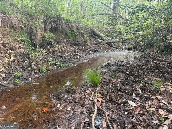 a view of a forest with a tree