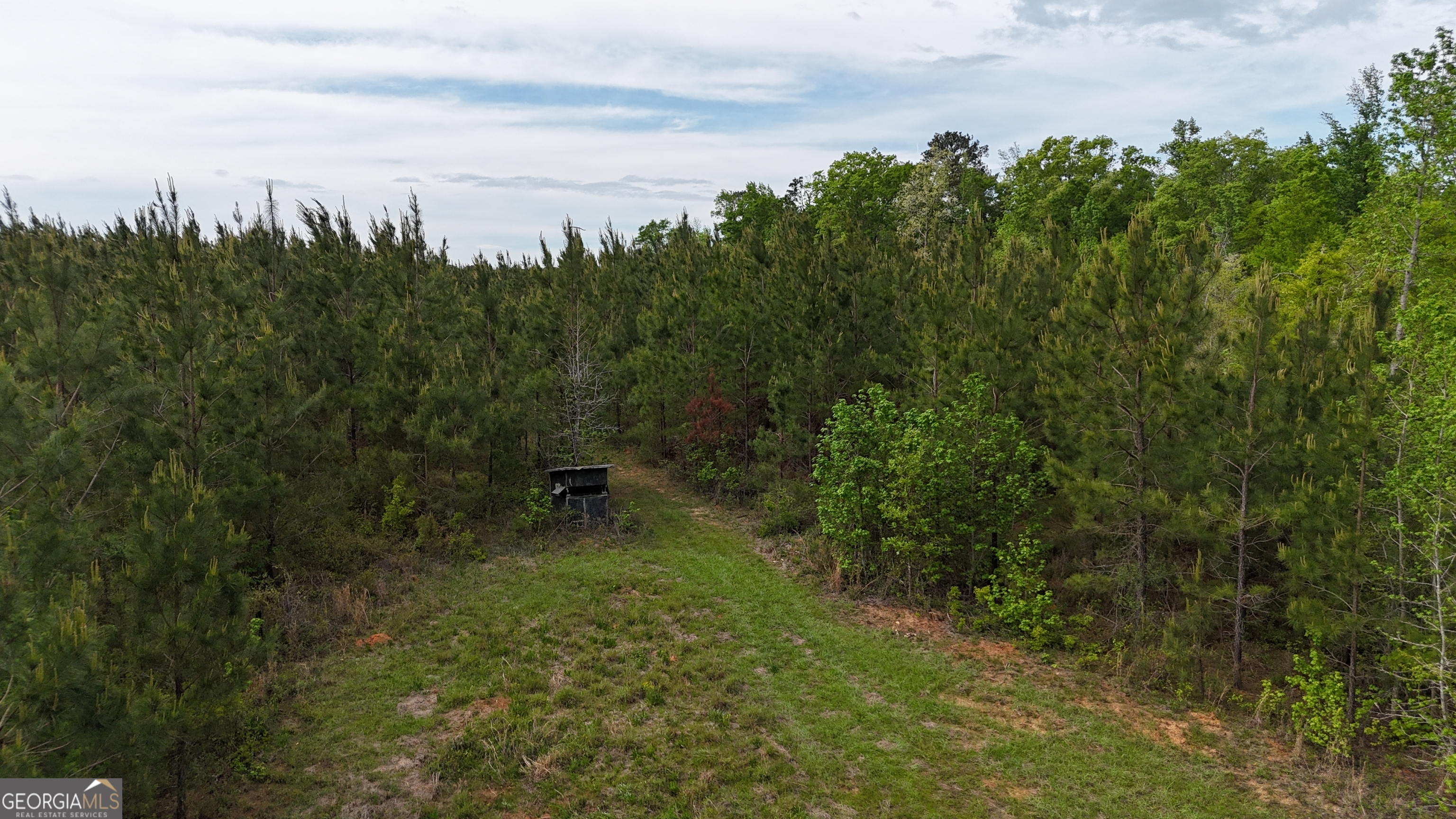 4 George Milling Road Cuthbert, GA 39840 - Photo 6 of 14 a view of a field with trees in the background