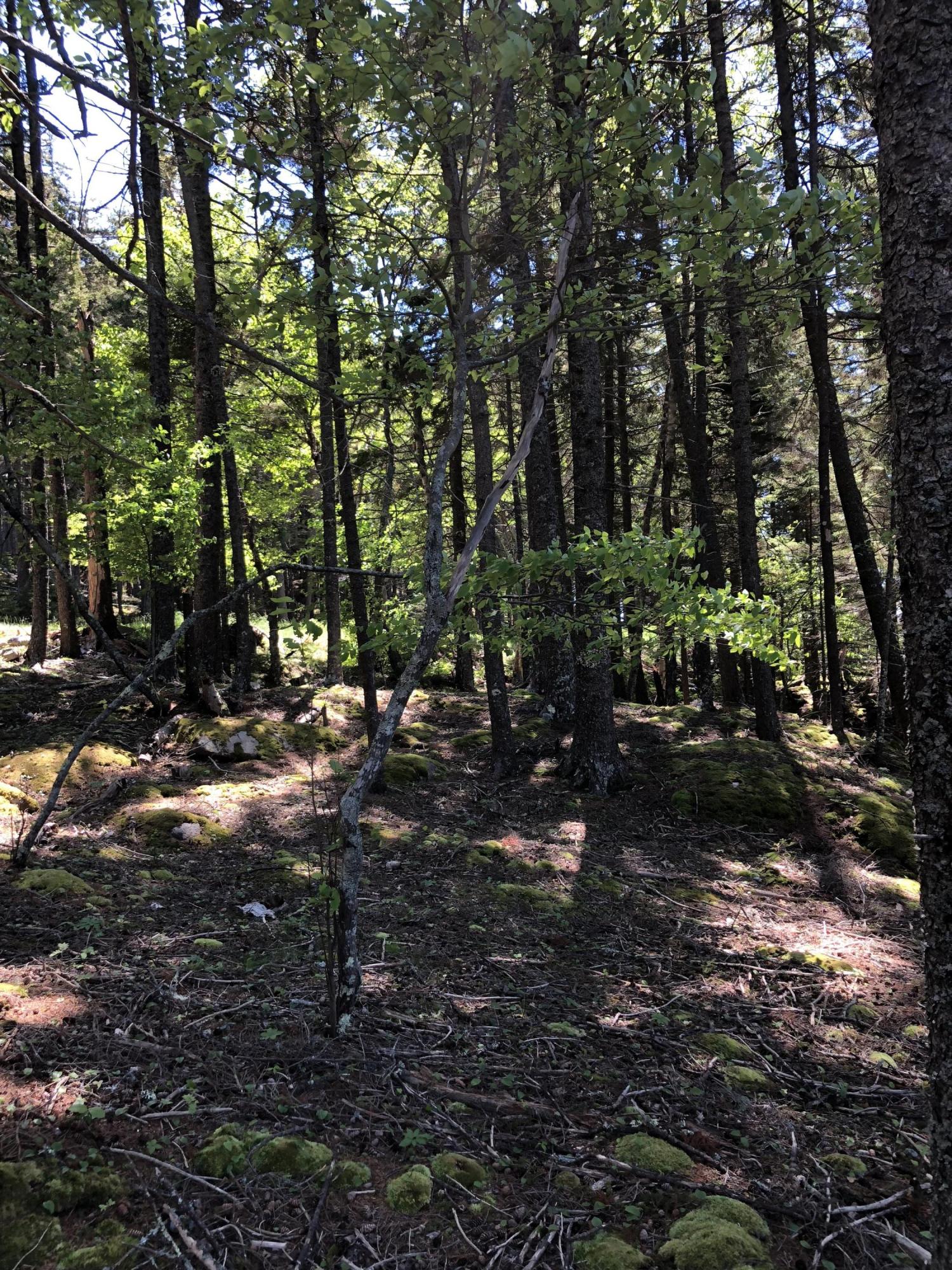 413 Minturn Road Swans Island, ME 04685 - Photo 12 of 26 z1NKvMq0TuaCg+hepo47eA