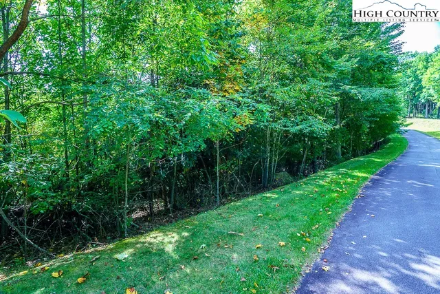 a view of a lush green forest