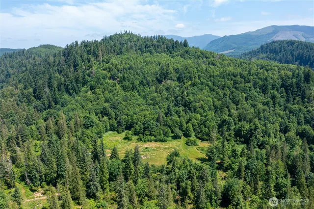 a view of a lush green forest with lots of trees