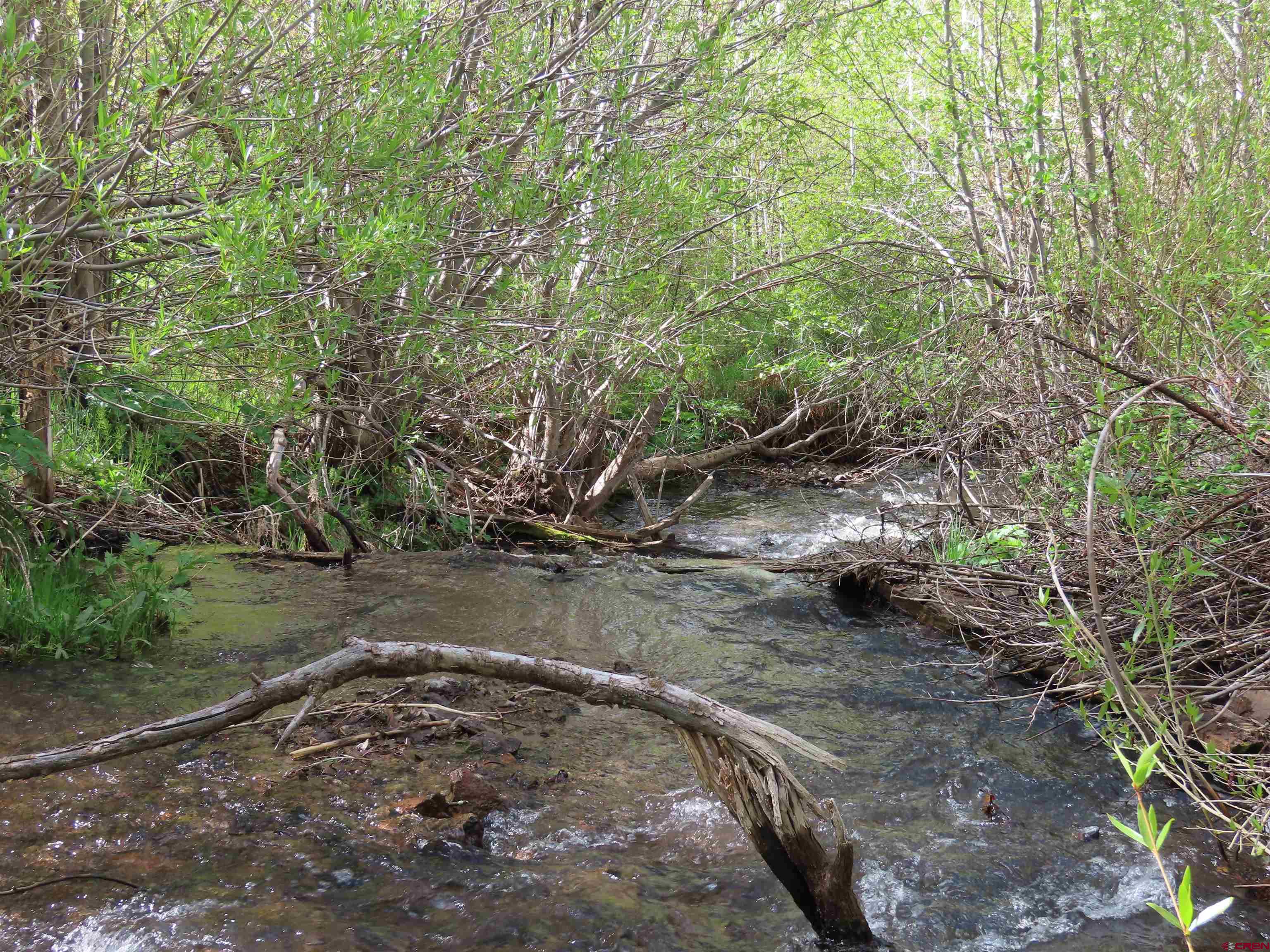 351 Slide Down Road Crawford, CO 81415 - Photo 12 of 34 a view of a backyard with large trees