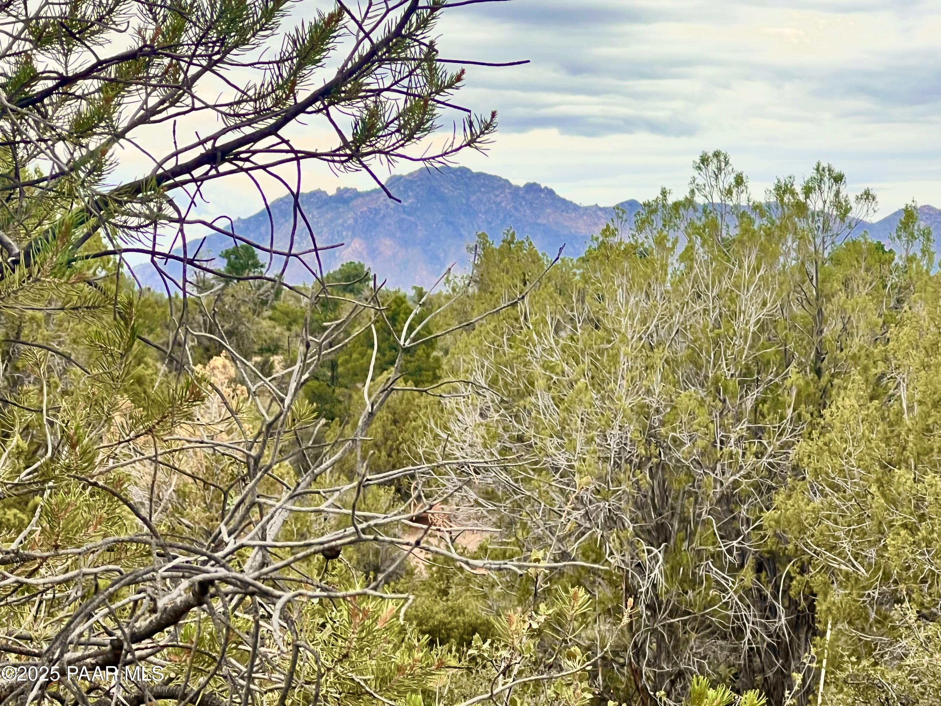 5495 West Three Forks Road Prescott, AZ 86305 - Photo 4 of 30 a view of a yard