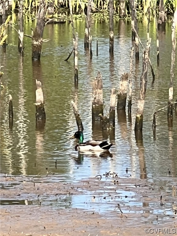 11221 Bristersburg Road Catlett, VA 20119 - Photo 46 of 49