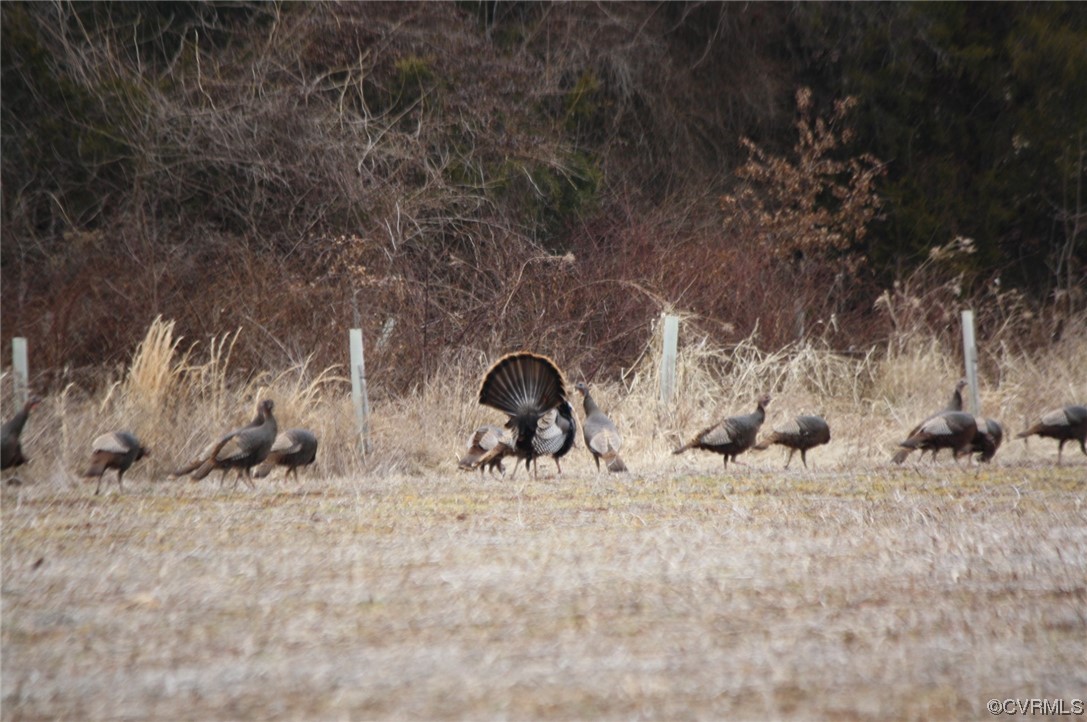 11221 Bristersburg Road Catlett, VA 20119 - Photo 47 of 49 a view of a wooden bench with large trees