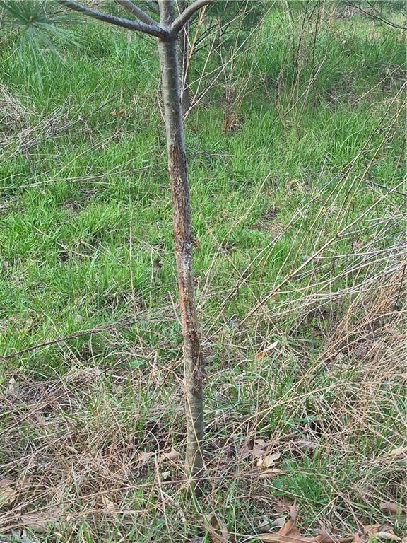 1456 McDaniel Road Pilot Mountain, NC 27041 - Photo 5 of 24 The Deer are Plentiful