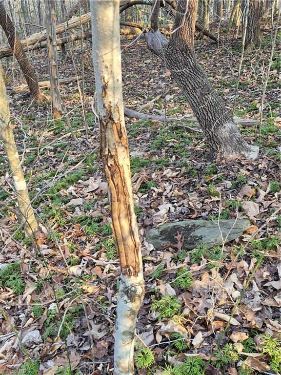 1456 McDaniel Road Pilot Mountain, NC 27041 - Photo 7 of 24 The Deer Await!