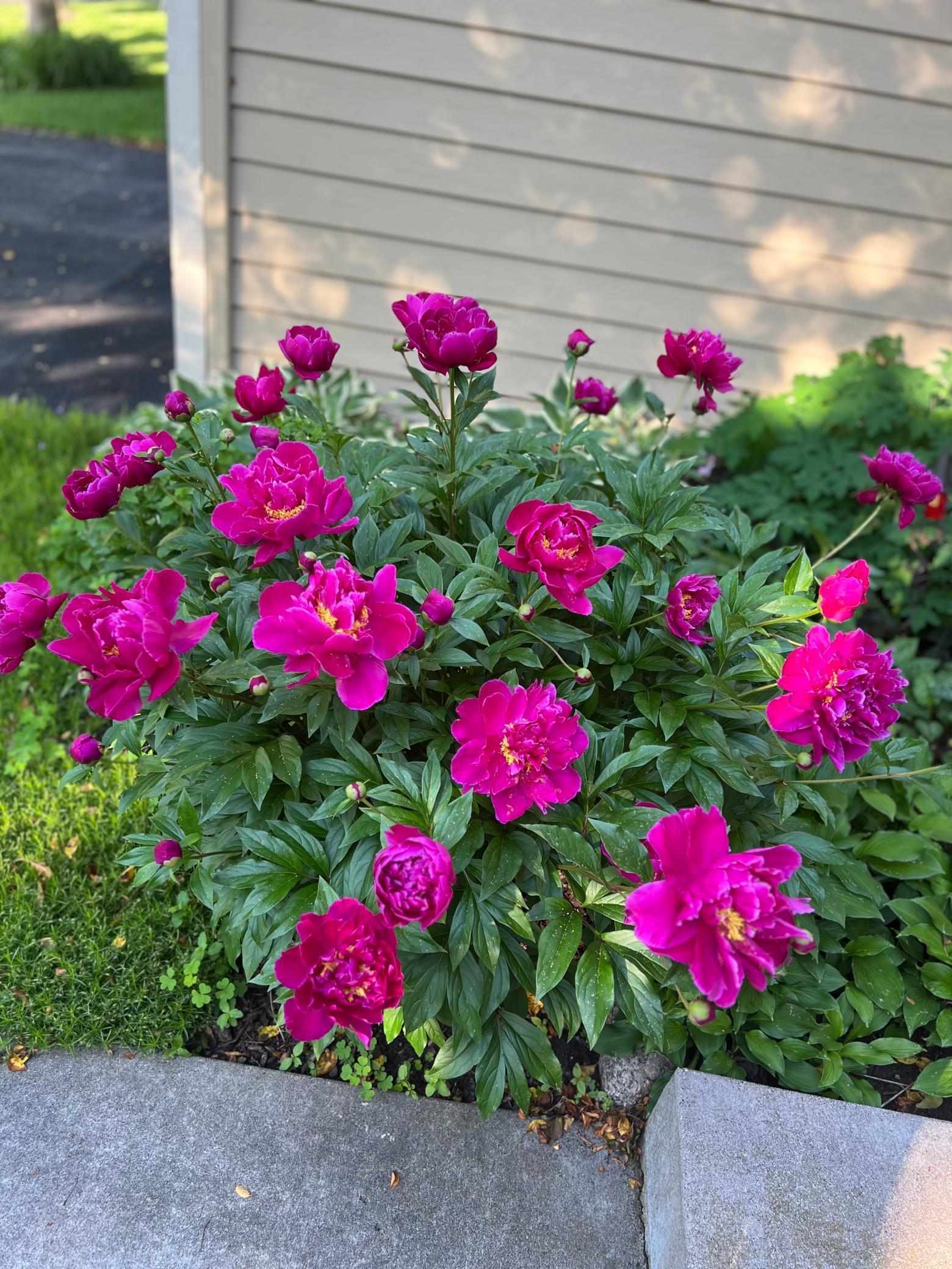 18904 Yarborough Trace Maple Grove, MN 55311 - Photo 42 of 63