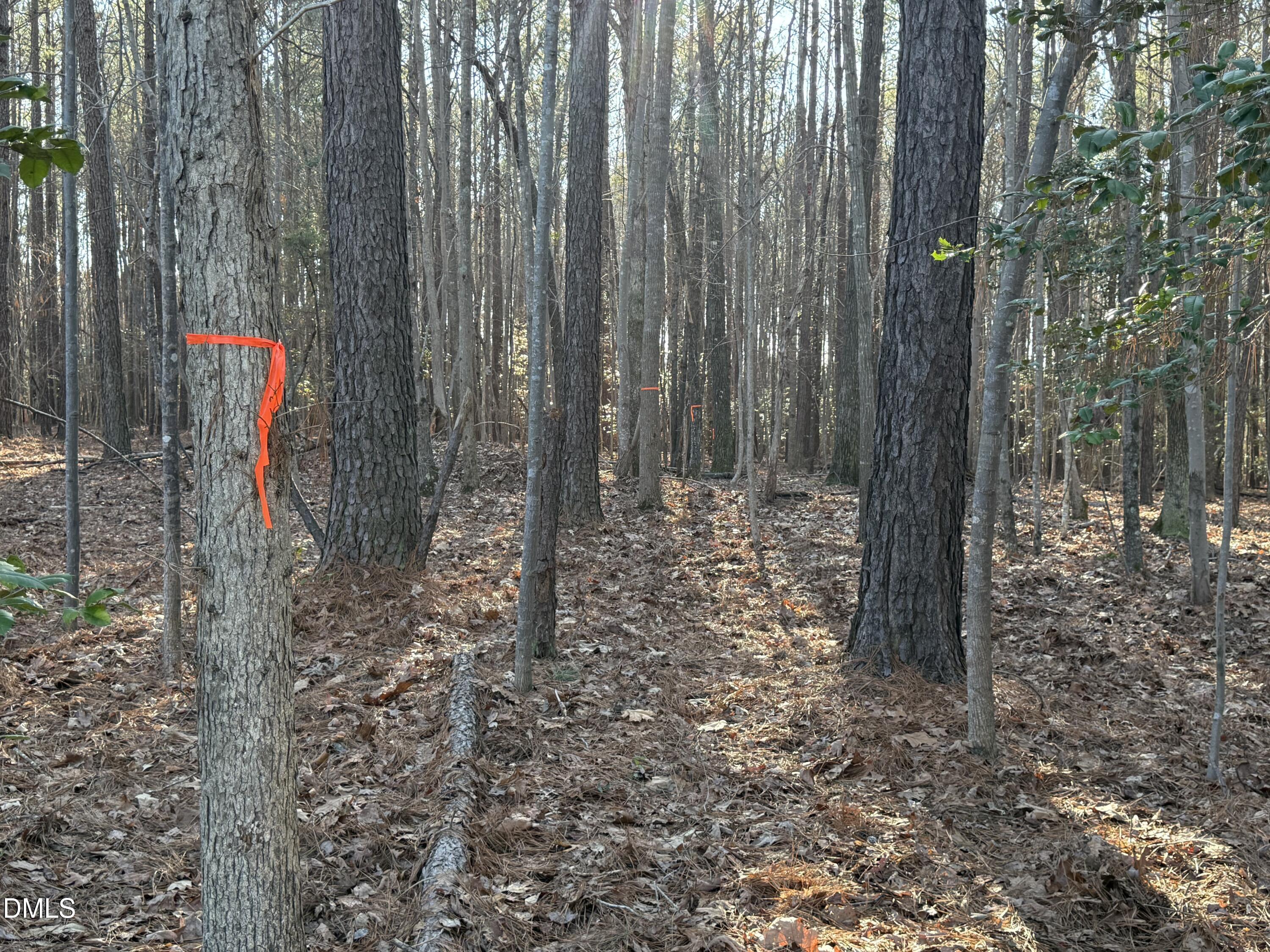 1 Massey Road Zebulon, NC 27597 - Photo 4 of 9 a flag is sitting in the middle of forest