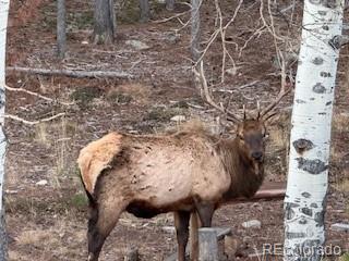 8790 South Warhawk Road Conifer, CO 80433 - Photo 15 of 41