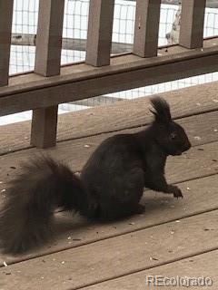8790 South Warhawk Road Conifer, CO 80433 - Photo 30 of 41 a view of a window