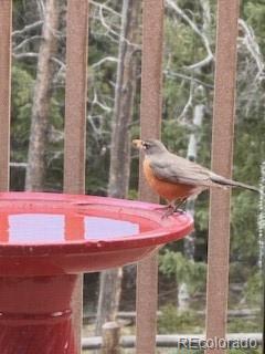 8790 South Warhawk Road Conifer, CO 80433 - Photo 34 of 41