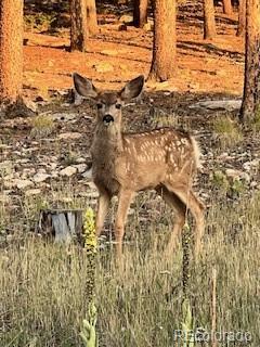 8790 South Warhawk Road Conifer, CO 80433 - Photo 9 of 41
